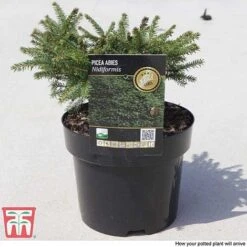 Picea Abies 'Nidiformis' -Garden Plants PICE T66385 E