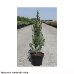 Picea Glauca 'Conica' 5 Picea Glauca 'Conica' -Garden Plants PICE T66391 A h