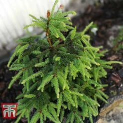 Picea Abies 'Acrocona'