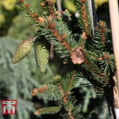 Picea Abies 'Acrocona' -Garden Plants PICE TKA3320 D