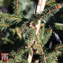 Picea Abies 'Acrocona' -Garden Plants PICE TKA3320 E