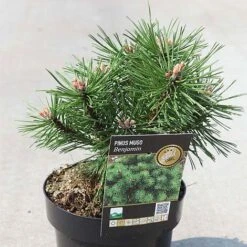 Pinus Mugo 'Benjamin' -Garden Plants PINU 465 NOW1