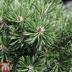 Pinus Mugo 'Mops'