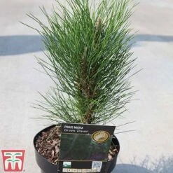 Pinus Nigra 'Green Tower' -Garden Plants PINU TKA3346 A