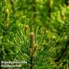 Pinus Mugo 'Mumpitz' -Garden Plants PINU MUMPITZ1