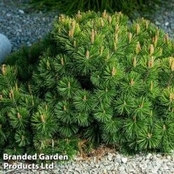 Pinus Mugo 'Mumpitz' 5 Pinus Mugo 'Mumpitz' -Garden Plants PINU MUMPITZ2