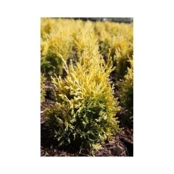Thuja Orientalis 'Fleck' -Garden Plants PLAT T66397 A h