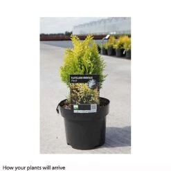 Thuja Orientalis 'Fleck' -Garden Plants PLAT T66397 B h
