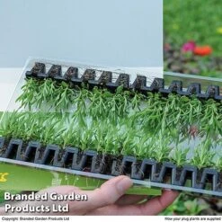 Summer Plant & Seed Bundle -Garden Plants PLUG PACK12STR T15566