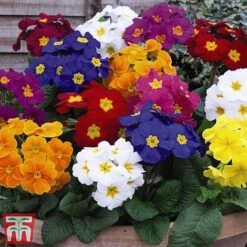 Polyanthus Eliator 'Crescendo® Mixed' F1 Hybrid -Garden Plants POLY P6186 A1