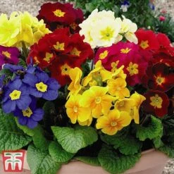 Polyanthus Eliator 'Crescendo® Mixed' F1 Hybrid -Garden Plants POLY P6186 B