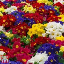 Polyanthus Eliator 'Crescendo® Mixed' F1 Hybrid -Garden Plants POLY P6186 E