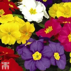 Polyanthus Eliator 'Crescendo® Mixed' F1 Hybrid -Garden Plants POLY P6186 F