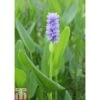 Pontederia Cordata (Marginal Aquatic) -Garden Plants PONT T78394 A h