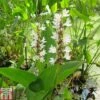 Pontederia Cordata 'Alba' (Marginal Aquatic) -Garden Plants PONT T78397 A h