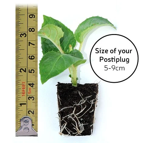 Fuchsia 'Pink Fizz' (Hardy) 5 Fuchsia 'Pink Fizz' (Hardy) - Image 3