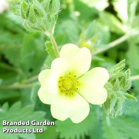Potentilla Recta 'Warrenii' 3 Potentilla Recta 'Warrenii'