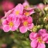 Potentilla Fruticosa 'Pink Paradise' -Garden Plants POTE T58122 A h