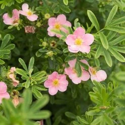 Potentilla Fruticosa 'Pink Paradise' 6 Potentilla Fruticosa 'Pink Paradise' -Garden Plants POTE T58122 B