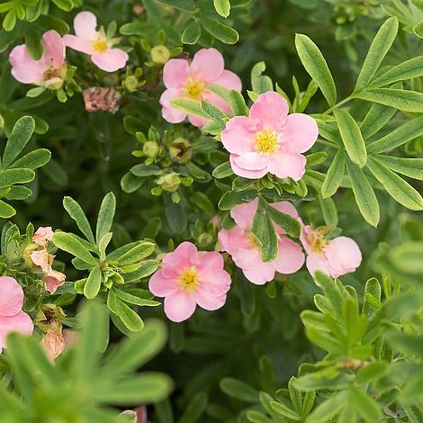 Potentilla Fruticosa 'Pink Paradise' 4 Potentilla Fruticosa 'Pink Paradise' - Image 2