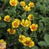 Potentilla Atrosanguinea Var. Argyrophylla -Garden Plants POTE T82215 A