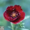 Potentilla Thurberi 'Monarch's Velvet' -Garden Plants POTE T82216 A