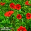 Potentilla Atrosanguinea Var. Argyrophylla 'Scarlet Starlit' -Garden Plants POTE SCARLETST1