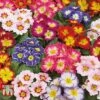 Primrose 'Arizona Bicolor' (Pre-Planted)