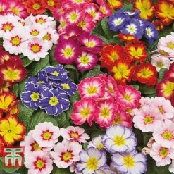 Primrose 'Arizona Bicolor' (Pre-Planted)