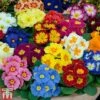 Primrose 'Alaska Improved Mixed' -Garden Plants PRIM T10222 A1