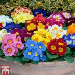 Primrose 'Alaska Improved Mixed' -Garden Plants PRIM T10222 C