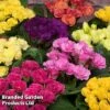 Primrose 'Primlet Tropical Mix' -Garden Plants PRIMTROP KB8265 A