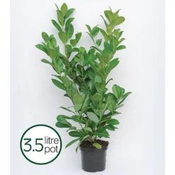 Prunus Laurocerasus 'Rotundifolia' -Garden Plants PRUN T57540 B h