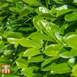 Prunus Laurocerasus 'Rotundifolia' -Garden Plants PRUN T57540 C