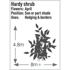 Prunus Laurocerasus 'Rotundifolia' -Garden Plants PRUN T57540 C h