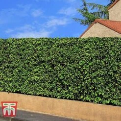 Prunus Laurocerasus 'Rotundifolia' -Garden Plants PRUN T57540 E