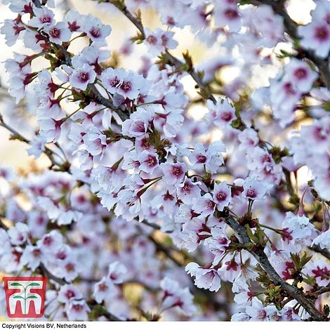 Prunus Incisa 'Kojo-No-Mai' 3 Prunus Incisa 'Kojo-No-Mai'