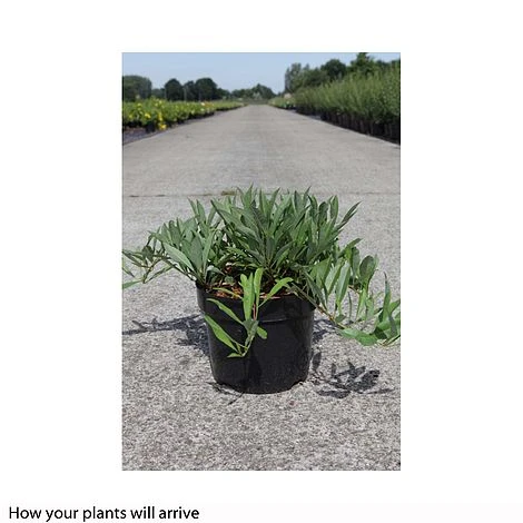 Prunus Pumila 'Depressa' 3 Prunus Pumila 'Depressa'