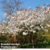 Prunus Serrulata 'Tai Haku' -Garden Plants PRUN TAIHAKU R48207