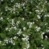 Pulmonaria 'Sissinghurst White' -Garden Plants PULM T58434 A h
