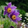 Pulsatilla Vulgaris -Garden Plants PULS T82117 A