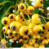 Pyracantha 'Golden Charmer' -Garden Plants PYRA T80320 A
