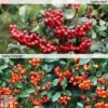 Pyracantha Collection -Garden Plants PYRA T82787P A