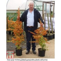 Pyracantha Collection -Garden Plants PYRA T82787P B