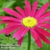 Pyrethrum Coccineum 'James Kelway' -Garden Plants PYRE JAMESKELW1