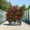 Photinia Carre Rouge Ready Bag Instant Hedge 1m (pre-grown) -Garden Plants Photinia20Carre20Rouge20copy