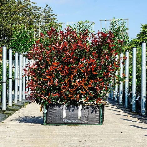 Photinia Carre Rouge Ready Bag Instant Hedge 1m (pre-grown) 3 Photinia Carre Rouge Ready Bag Instant Hedge 1m (pre-grown)