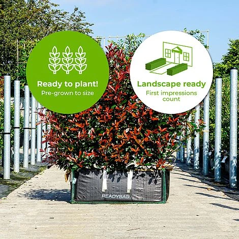 Photinia Carre Rouge Ready Bag Instant Hedge 1m (pre-grown) 4 Photinia Carre Rouge Ready Bag Instant Hedge 1m (pre-grown) - Image 2