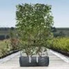 Photinia Red Robin Ready Bag Instant Hedge 1m (pre-grown) -Garden Plants Photinia20Red20Robin20copy