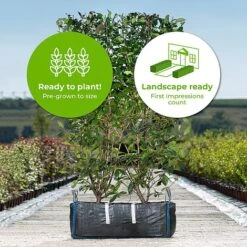 Photinia Red Robin Ready Bag Instant Hedge 1m (pre-grown) -Garden Plants Photinia20Red20Robin20copy20 202